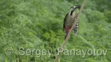 Video of Syrian Woodpecker - Syrian Woodpecker is eating in the forest